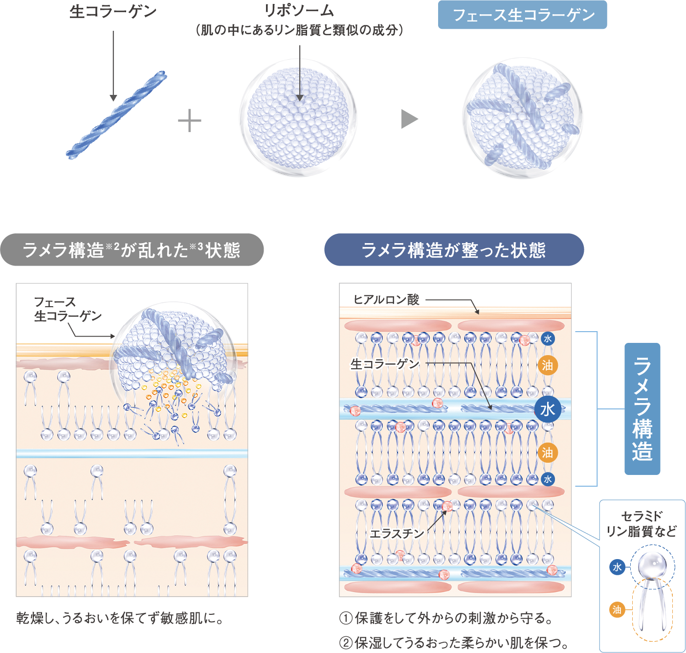 角層サイエンスを追求した「W浸透リポソームテクノロジー」