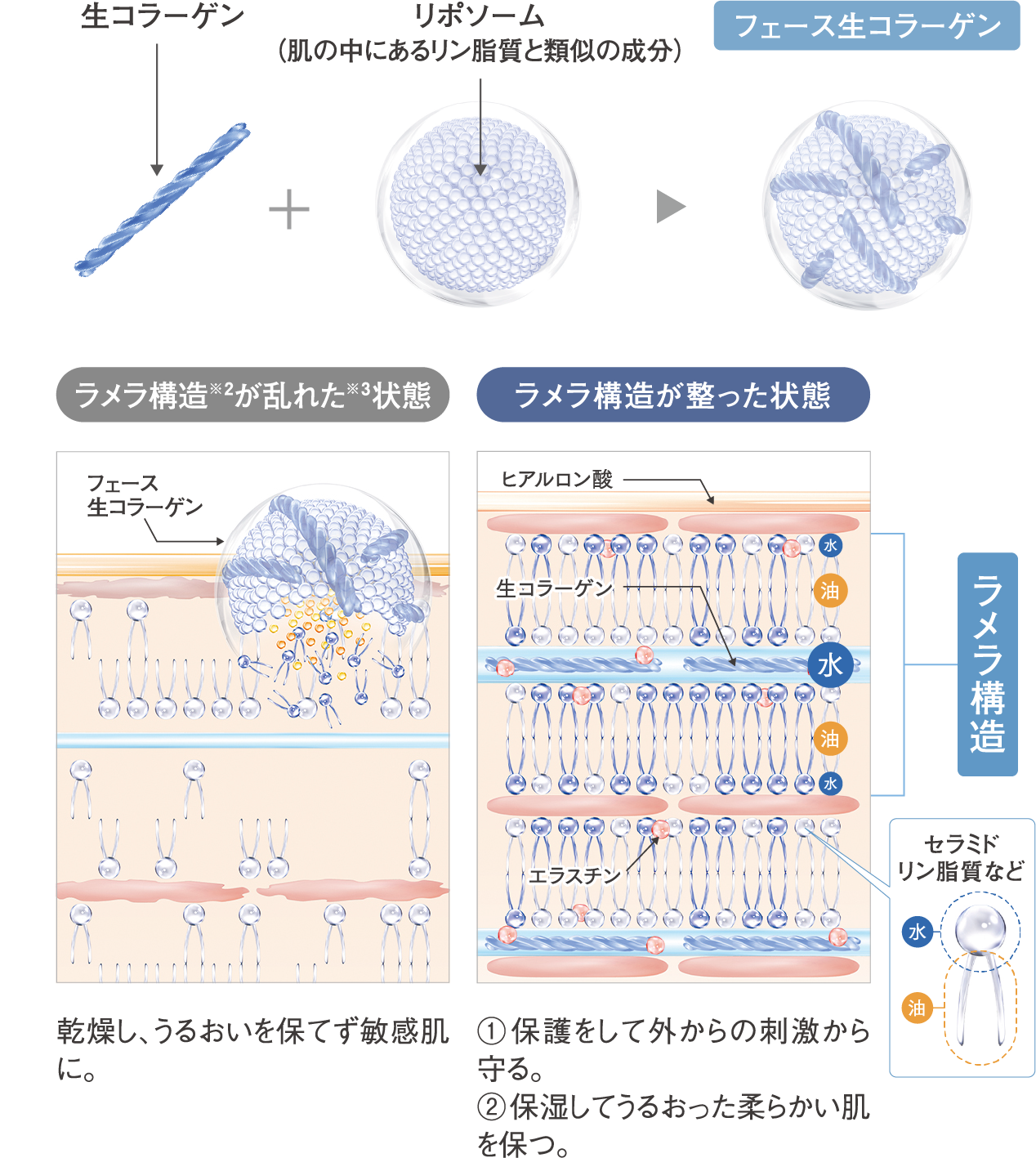 角層サイエンスを追求した「W浸透リポソームテクノロジー」